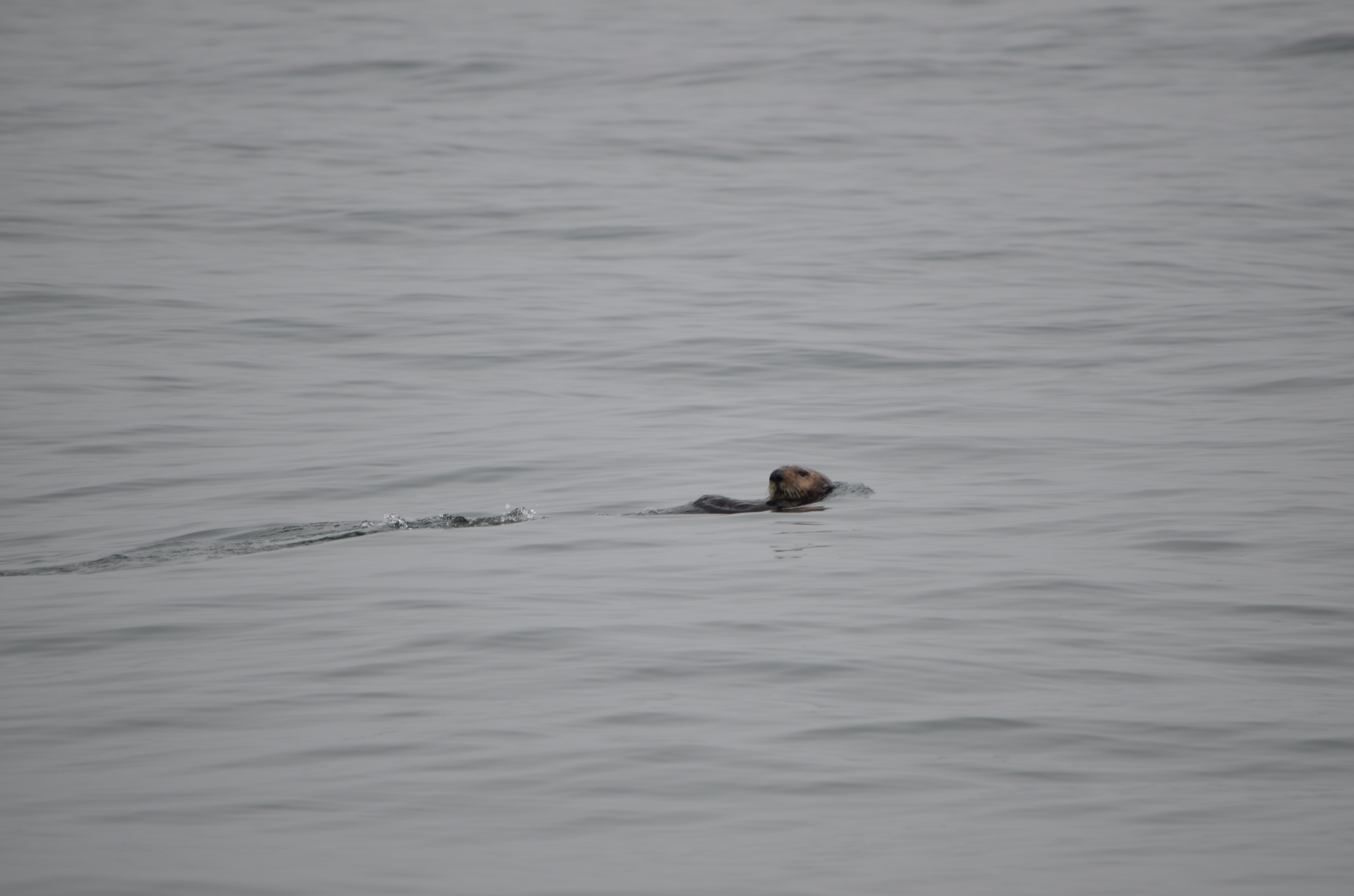 photos/wildlife/Mammal_Species/Sea Otter/DSC_0338.JPG